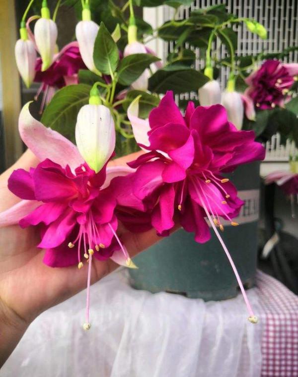 不能多曬的&OpenCurlyDoubleQuote;11種花&rdquo;，曬多了葉子就捲曲、發黃，越養越糟糕