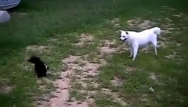 貝爺都覺得難吃的傢伙,狗狗咬了口立刻吐了出來 貝爺都覺得難吃的傢伙,狗狗咬了口立刻吐了出來