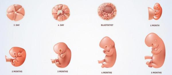 科學家證實:人類是從魚類進化來的,進化過程大概是這樣 科學家證實:人類是從魚類進化來的,進化過程大概是這樣