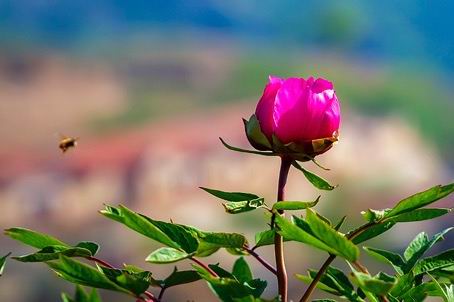 國學成語故事（3）莊子：中國第一寓言大師之洸洋自肆