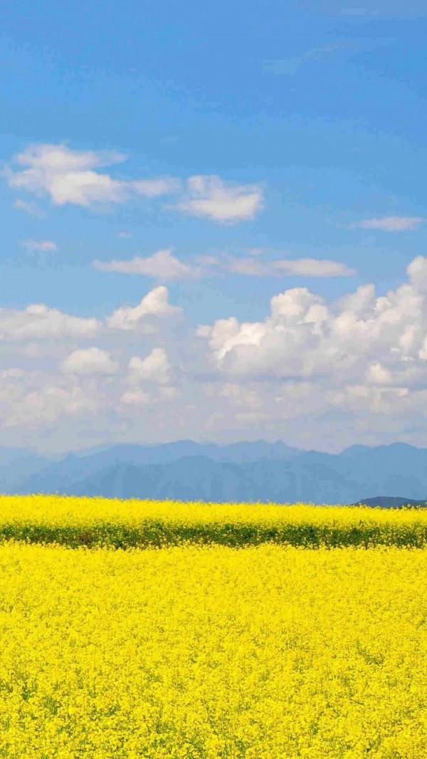 分享圖片，春天來了，滿山遍野的油菜花開了