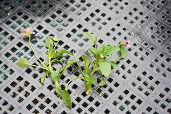 植物幼苗徒長不用怕，只要剪一剪，重新圓潤緊湊