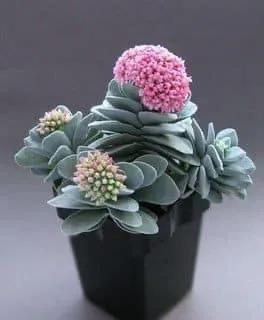 多肉走一波,見證奇妙大自然 多肉走一波,見證奇妙大自然