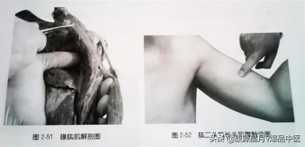 肩部疼痛的觸診圖解（很珍貴資料），值得一看