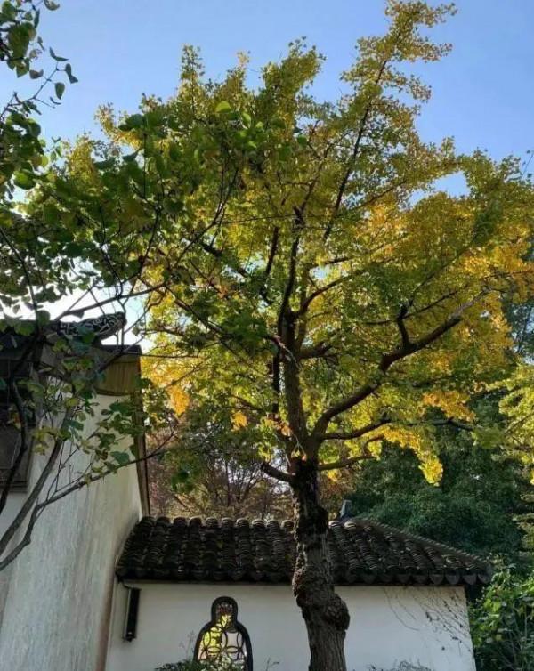 在長三角一體化示範區,尋找秋天的色彩 在長三角一體化示範區,尋找秋天的色彩