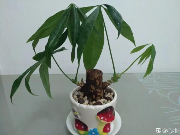 養花大棚倒閉,“貴貨花”路邊扔了一地,後悔沒帶個大麻袋 養花大棚倒閉,“貴貨花”路邊扔了一地,後悔沒帶個大麻袋