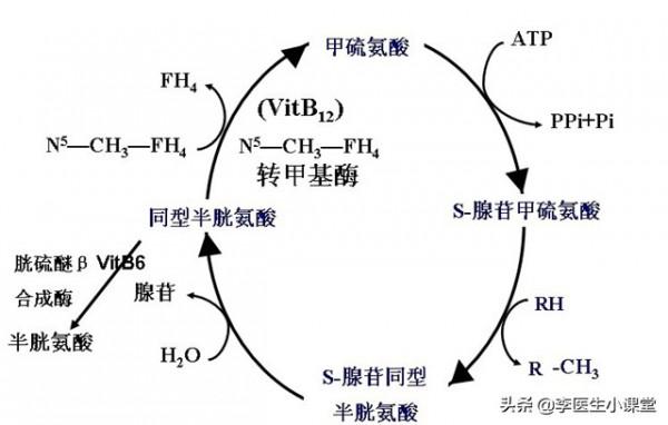 一天吃兩次谷維素加維生素B12效果如何？