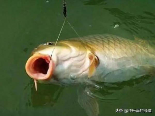 掌握散炮核心技巧,連竿狂口不再難 掌握散炮核心技巧,連竿狂口不再難