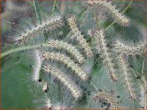 美國白蛾生物學特性觀測