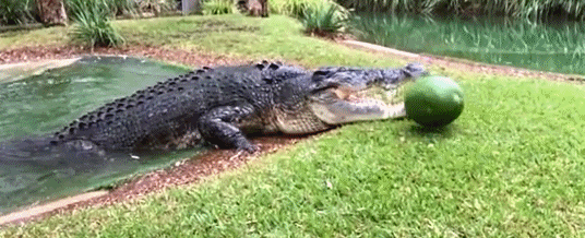 鱷魚家族有多倒黴?努力兩億年,次次在馬上稱霸時被地球針對 鱷魚家族有多倒黴?努力兩億年,次次在馬上稱霸時被地球針對