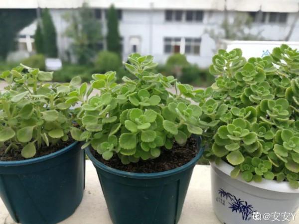 屋裡養盆“香水花”,活脫脫的“活香水”,滿屋香味還特別耐寒 屋裡養盆“香水花”,活脫脫的“活香水”,滿屋香味還特別耐寒