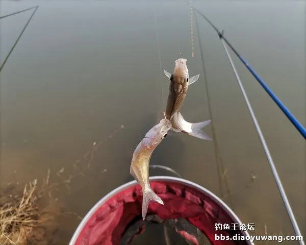 新年首釣，有鯽有鯉