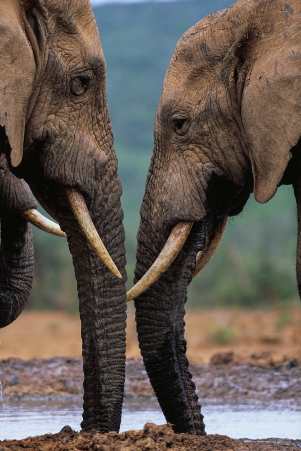 2021年度動物，是誰？