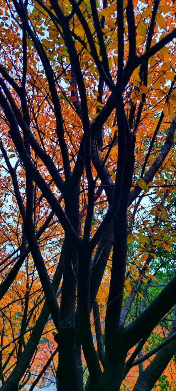 2021逐秋川西北，大愛身邊的秋紅