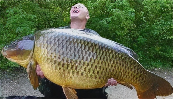 懸賞500萬的鯉魚!這條鯉魚究竟犯了啥事,被澳大利亞重金通緝? 懸賞500萬的鯉魚!這條鯉魚究竟犯了啥事,被澳大利亞重金通緝?