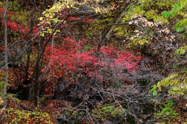 遼寧清原筐子溝楓葉正紅