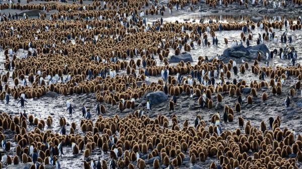 我們去南極結婚了 我們去南極結婚了