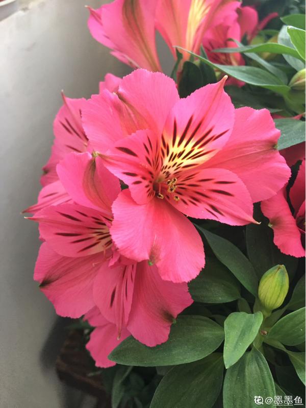 5種花,光聽名字就很美,看到實物後,網友感嘆:名不虛傳 5種花,光聽名字就很美,看到實物後,網友感嘆:名不虛傳