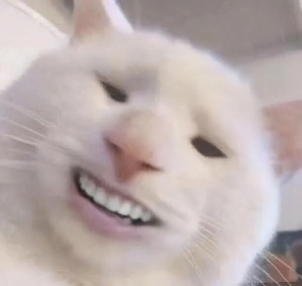 喵主子“鬧絕食”，到底腫麼了？