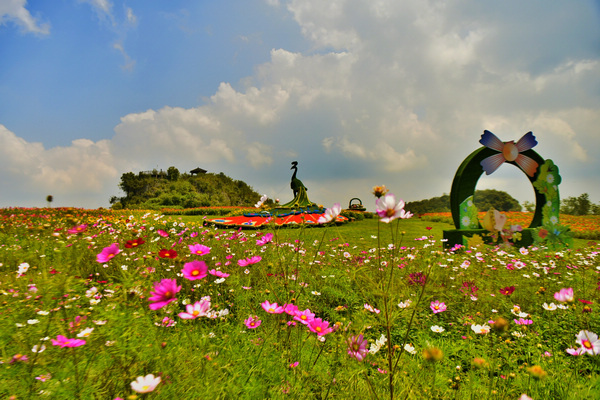 百里杜鵑:彝山花谷景區進入盛花期 中秋國慶賞花正當時 百里杜鵑:彝山花谷景區進入盛花期 中秋國慶賞花正當時