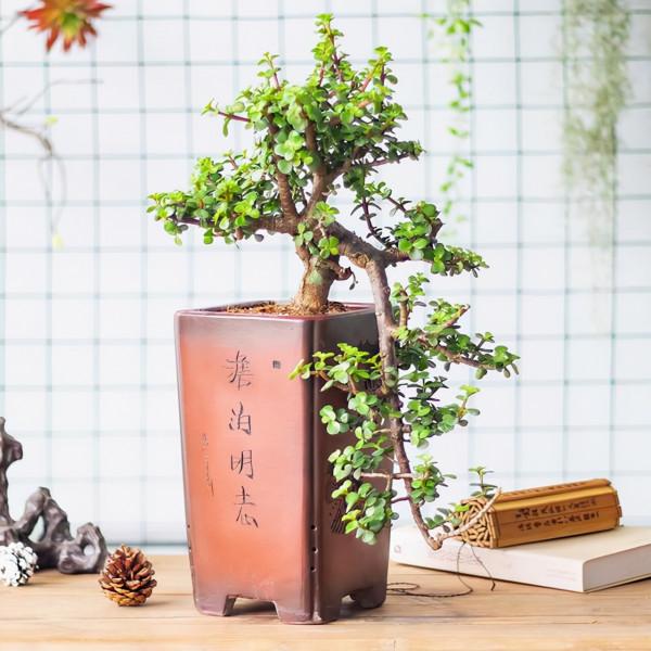 養金枝玉葉要勤快些，掌握這4個方面的技巧，快速養成高顏值盆景