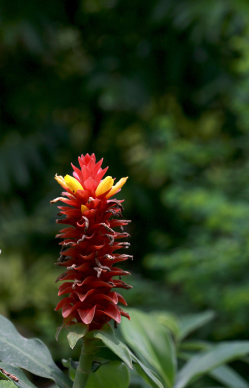 《百花集》(一百九十四) 《百花集》(一百九十四)