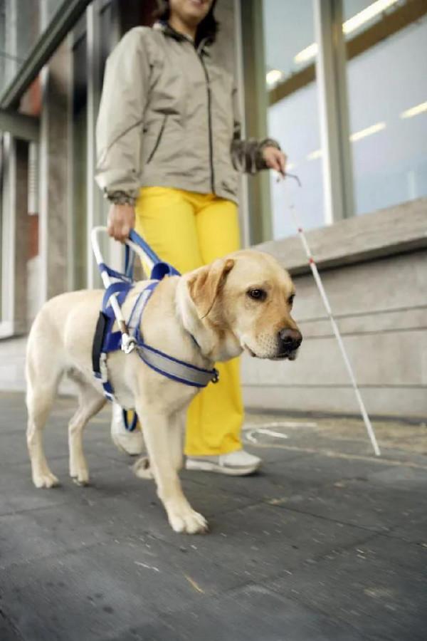 導盲犬，太可愛