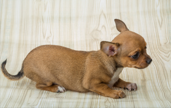 別隨便養的幾種狗:各憑本事刁難主人,能退貨嗎? 別隨便養的幾種狗:各憑本事刁難主人,能退貨嗎?