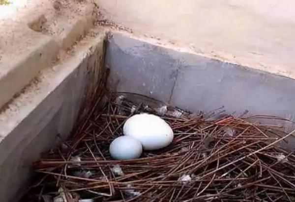 把老鷹蛋換成鴨蛋，小鴨子出殼後老鷹懵了，大家忍住別笑