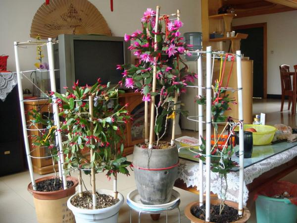 立冬後，這3種花卉愛“喝油”，兩週喂一次，花開滿枝頭