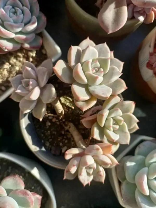 多肉，屬於我的小美好！願所有人的愛好都能被溫柔以待