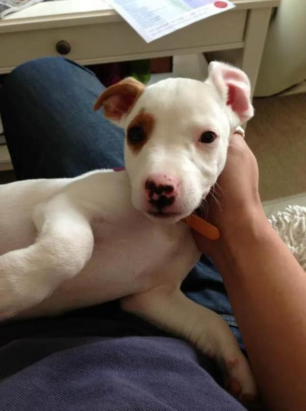 33張活久未見的照片,200 公斤重的藍鯨心臟,螞蟻腿上安裝高蹺 33張活久未見的照片,200 公斤重的藍鯨心臟,螞蟻腿上安裝高蹺