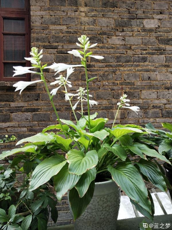 綠蘿都過時了,6種彩色葉子花,隨便一棵都美成油畫 綠蘿都過時了,6種彩色葉子花,隨便一棵都美成油畫