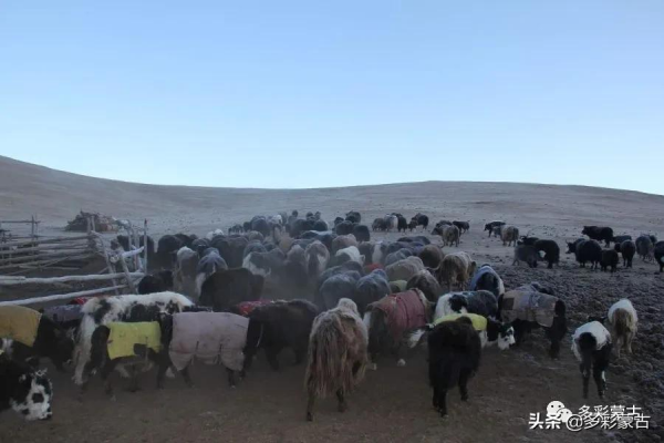 草原牧民人家的一天