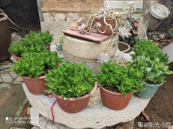 入秋一盆水，休眠的花“醒了”，猛長大花苞