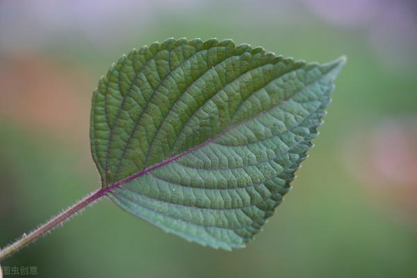 30元1斤，房前屋後撒把種子都能長很好，這種葉子會成為新商機嗎