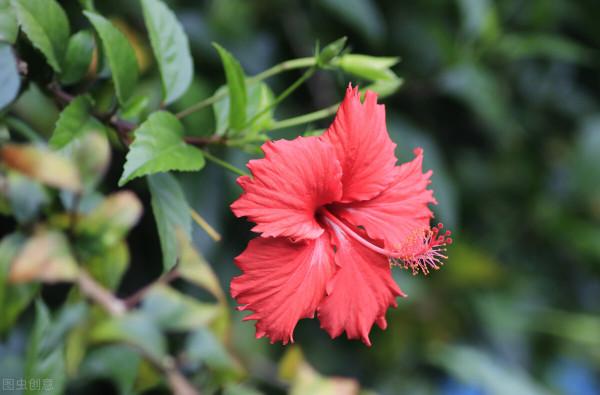 5種“漂亮花”，個個“不吉利”，你家養過沒有？