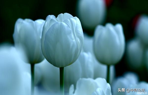 苦命女人雙子嫂