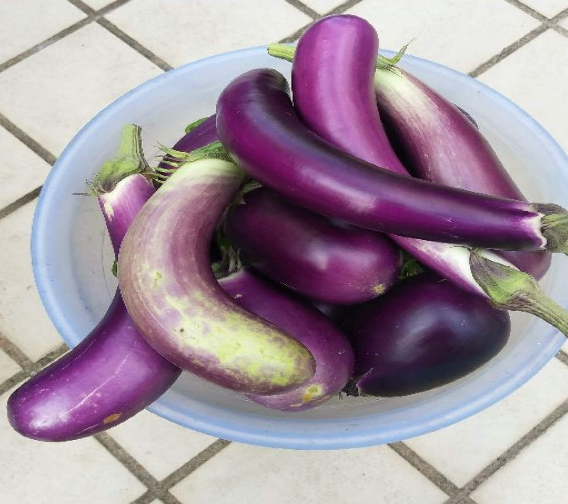 一碗淘米水,妙用講不完,能澆花還能洗碗 一碗淘米水,妙用講不完,能澆花還能洗碗