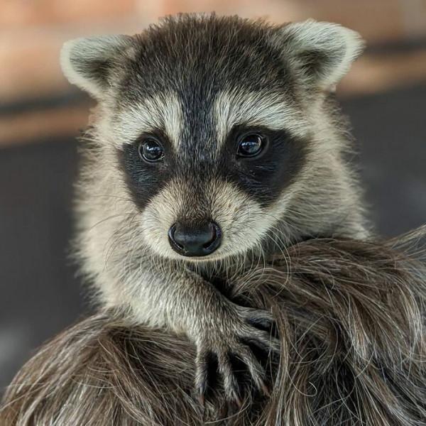 老奶奶親手喂大的小浣熊，被放回野外後，連續3年回家看望奶奶