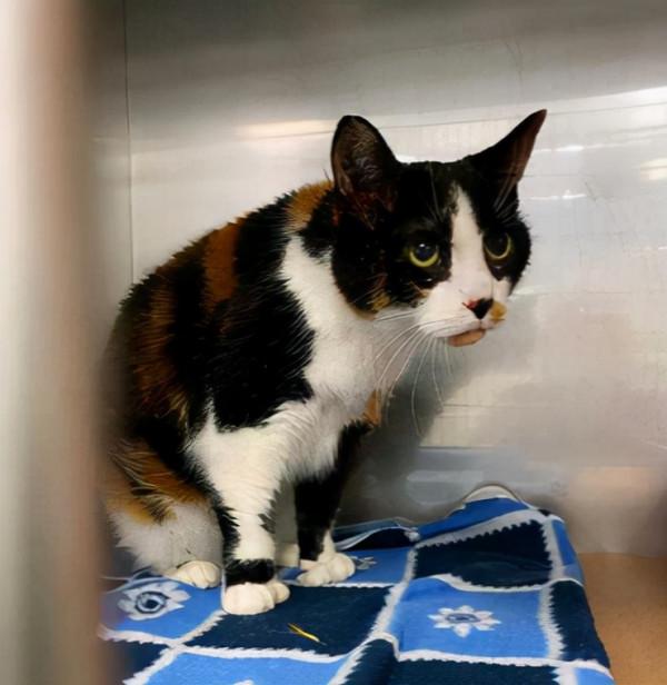 17歲老貓被嫌歲數大,拋棄在醫院,它自卑到不敢抬頭看人 17歲老貓被嫌歲數大,拋棄在醫院,它自卑到不敢抬頭看人