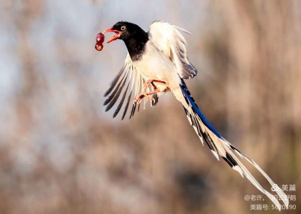不為雞犬是戰狼，但看紅嘴藍鴉鵲