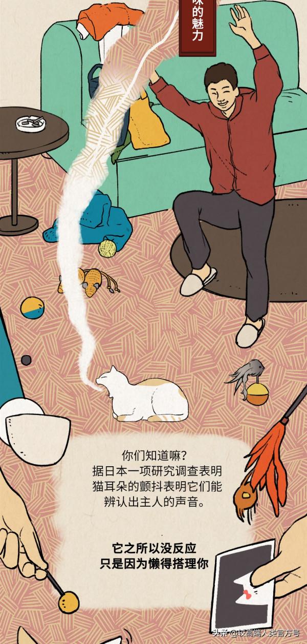 貓對人沒什麼感情，跟著你就是為了混飯吃