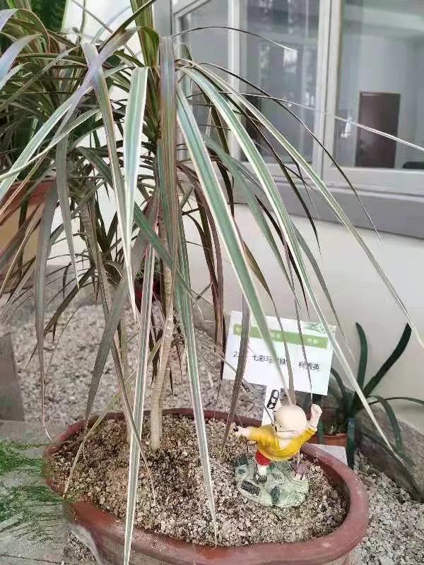 綠園盆景題詩集「推薦」 綠園盆景題詩集「推薦」