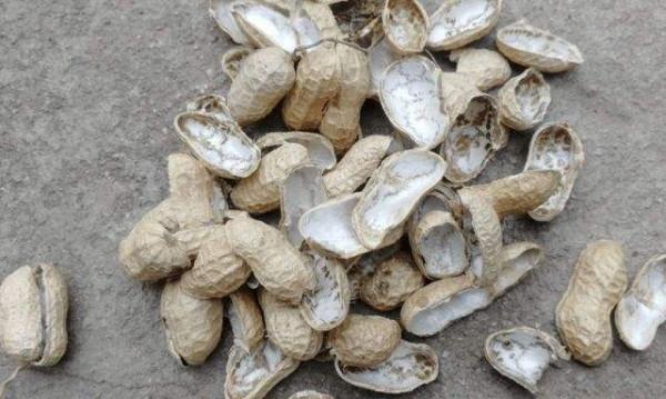 5種“小垃圾”，養花卻是寶貝，充分補充營養，各有各的妙用