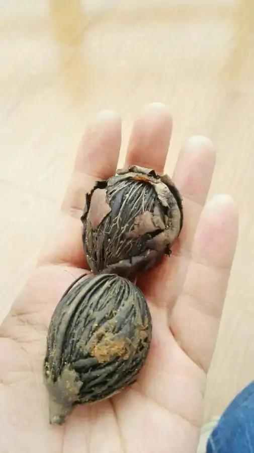 撿到種子,網友問是什麼?把過去培育的照片發一發 撿到種子,網友問是什麼?把過去培育的照片發一發