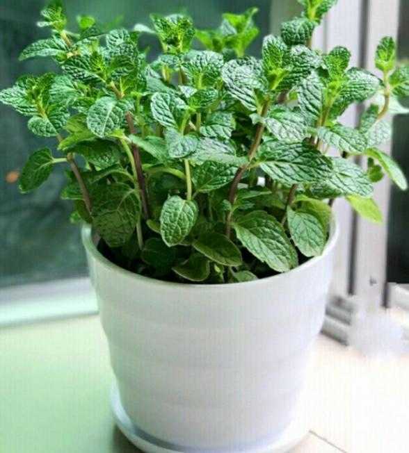 10種促進睡眠的植物，讓你一覺睡到天大亮