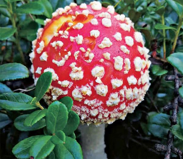 林草科普|雲裡霧裡泰加林