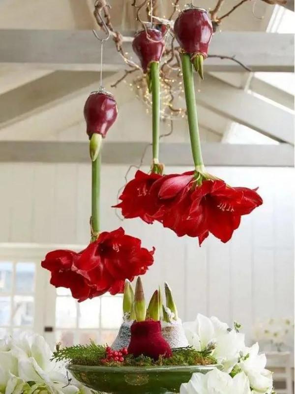 每週一花---朱頂紅