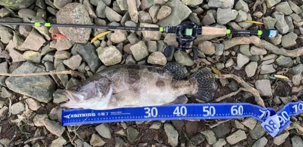 內有大魚，速點！「漁獲名人堂」